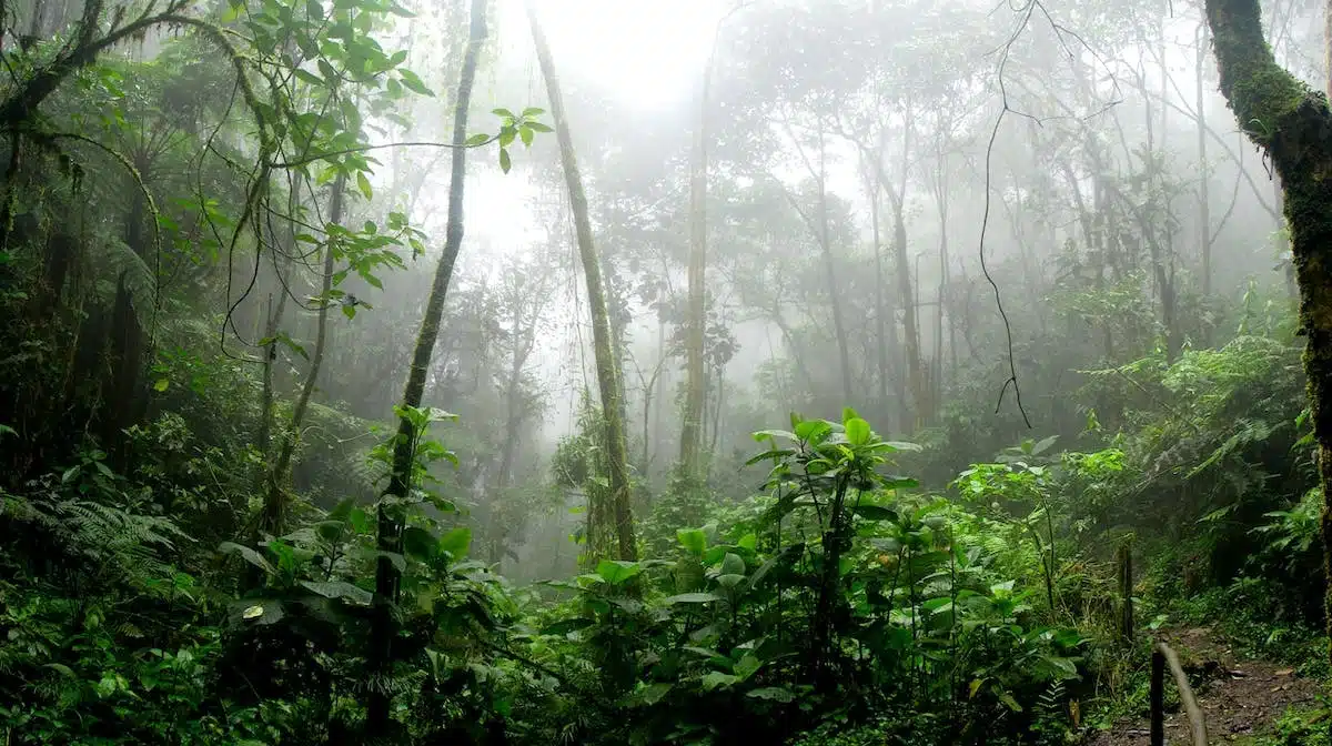 amazonie  éco-tourisme