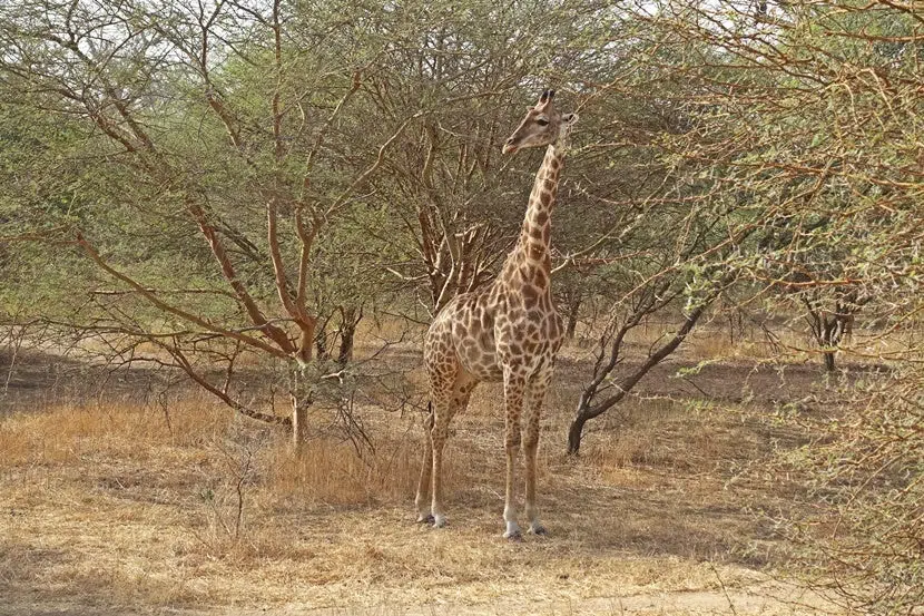 voyage au senegal est il dangereux