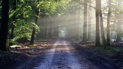 Comment visiter les forêts de la Sarthe ?