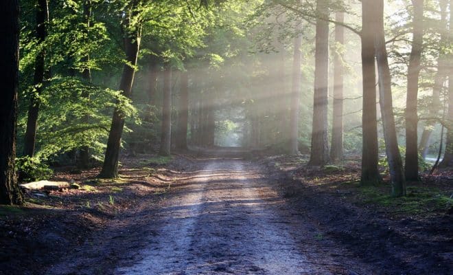 Comment visiter les forêts de la Sarthe ?