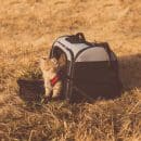 Un chat dans son sac de transport