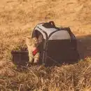 Un chat dans son sac de transport