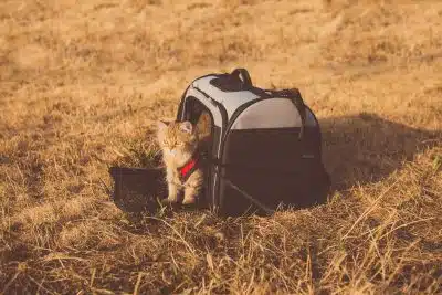 Un chat dans son sac de transport