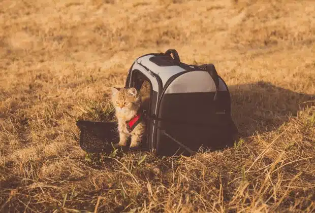 Un chat dans son sac de transport