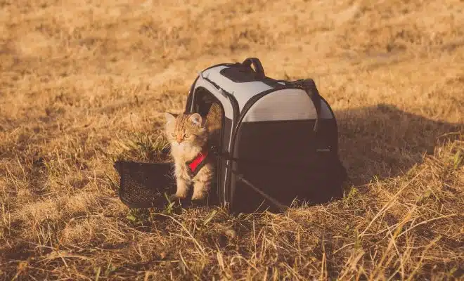Un chat dans son sac de transport